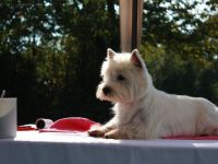 RICKY Top-Deckrüde, FCI Import