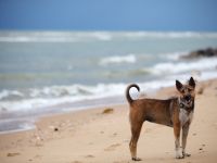 Hundefreundliche Ferienhäuser auf Teneriffa