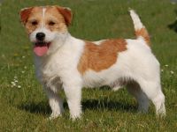 Teddy z Herbu Sapaly