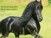 Mobile Pferde-und Hunde Naturheilpraxis / Ina von Broich