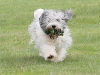 von den sanften Gefährten