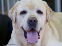 Gordon-Yuma v. F. F.