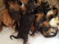 von der Burgtrausnitz