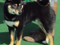 Akuma vom Regenstein