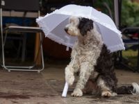 Rosi Lachmann - HotDogZ