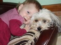 Little Dream Dogs