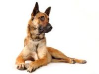 Rottaler Hundeschule