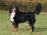 Halvar vom Waldecker Land