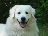 Remus von der Stockacher Halde