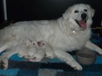 Slovensky Cuvac Welpen "von der Stockacher Halde" (CSC e.V./ VDH / FCI)