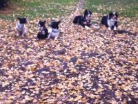 Mobiles Hundetraining und Hundepension