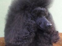 Dally vom Kutschenberg (FCI)