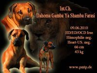 Dahoma Gamba Ya Shamba Farasi