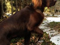 Jagdhundeschule Allgäu