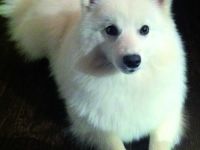 von der Horgenzeller Au