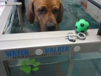 Praxis für Tierphysiotherapie