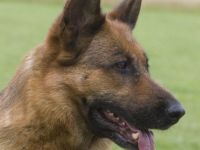 vom Zedtlitzer Dreieck