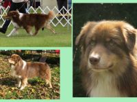 Shandor vom Gelbachtal DNA-VP