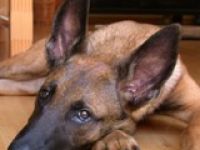 Hundeschule- und Lind-art®-Windhagen