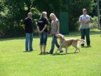 Hundeschule Wien - SHS