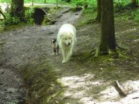 Tierpension Boquoi Haan