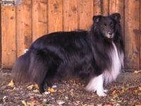 Webmaster dablovy Studanky