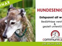 Hundesenioren Intensivwebinar | 27.02.25
