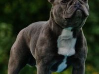 Darius of Blue Imperator Bulldogs