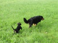 Hundetherapie-artgerecht