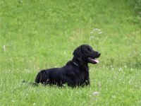 Sensbright-Flatstar Earl