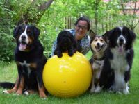 Pension, Training und Physiotherapie für Hunde