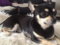 Charlie (Emil) von der Nürnberger Burg