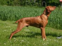 Hansi du domain de Chòdes