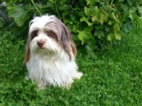 Kalle von Rothschilds Erben