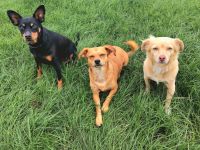 Hundestube - Die Hundetagesstätte für kleine Hunde