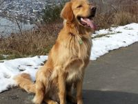 Deckrüde Fürst Jumper von den Ruhrwiesen