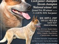 Ch. Jch. Archie Cross