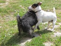 Hundepension im "ponygarden"