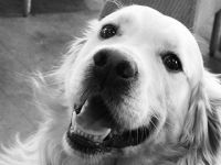 HEKTOR vom Silberberg