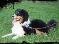 Lakeland s Speed King Buddy