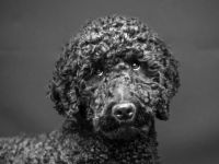 Amigo vom Kirschgarten