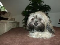 August "Keks" von Wilmas Wunder