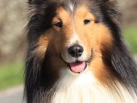 Sancho vom Rindsberg