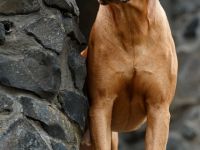 Rhodesian Ridgeback Livernose Deckrüde Chinedu-Boebes