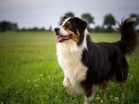 Haidriver´s Black Point