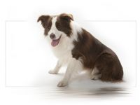 A Red Revenge V Benvenidas Joy