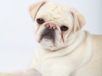 von Mops Pompös