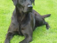 Eddy vom Lohner Brook VDH / FCI