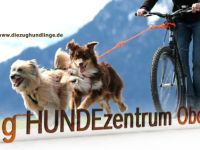 Zughundezentrum Oberland & Hundling-Academy