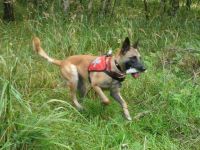 Rettungshundeausbildung Maifeld